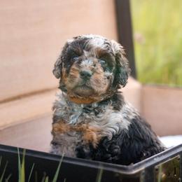 Bravado - male Australian Mountain Doodle puppy in Crete, Nebraska from Doodles & Co
