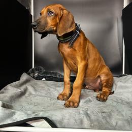 Boy 1 - Rd whtn blk nose male Rhodesian Ridgeback puppy in Ocala, Florida from DogWood Kennels