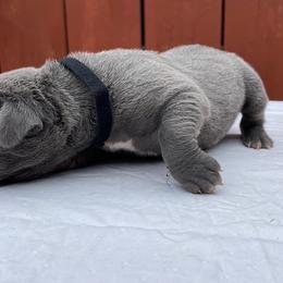 Cane Corso Puppies from Busch Kennels LLC