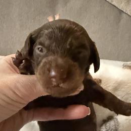 Peach - Chocolate female Dachshund puppy in Apache Junction, Arizona from Shaw Dachshunds