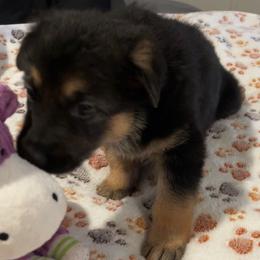 Girl 2 purple - Black and red female German Shepherd puppy in Sharon Grove, Kentucky from Julie’s Shepherds