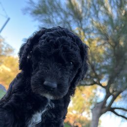 Sugar Plum - Black and white female Sheepadoodle puppy in Surprise, Arizona from Desert Lily Doodles