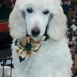 Poodles from Holly Paulus