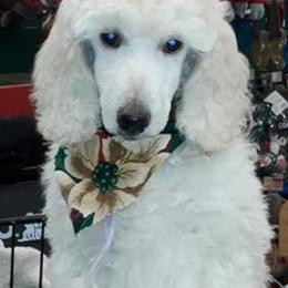 Poodles from Holly Paulus