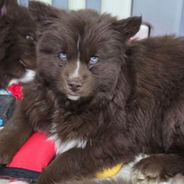 Jynx - Red and white female Siberian Husky puppy in East Tawas, Michigan from BurnsBerg's Woolies