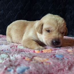 Bingo - Yellow female Labrador Retriever puppy in Bemidji, Minnesota from Northern Star Elite Quality Labrador Retrievers