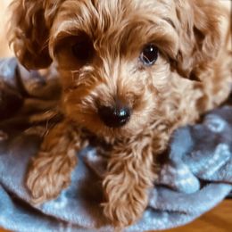 Bernedoodle, Cavapoo, and Goldendoodle Puppies from 406Doodles