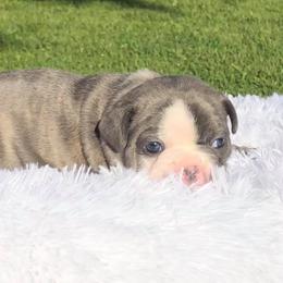 Bulldog and French Bulldog Puppies from Diamond In The Ruff Bulldogs