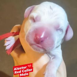 Alastor (Red Collar Male) - White and black male Dalmatian puppy in Raymondville, Missouri from Wagner's Dalmatian's