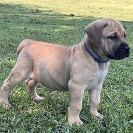 Tron - Fawn male Boerboel puppy in Bon Aqua, Tennessee from Erickson Ranch Boerboels