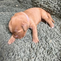 Bell (light pink female) - Dark golden female Golden Retriever puppy in Stigler, Oklahoma from Red MAX Golden Retrievers