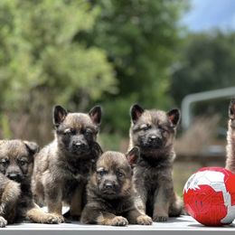 German Shepherds from Gifmaf Dog Pschology Center