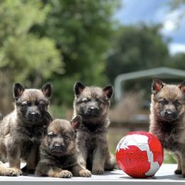 German Shepherds from Gifmaf Dog Pschology Center