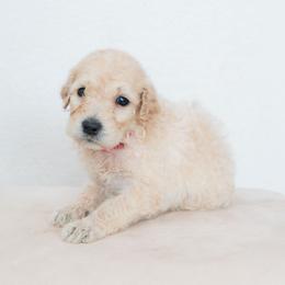 Eloise - Cream female Goldendoodle puppy in Tucson, Arizona from Ever After Doodles Arizona