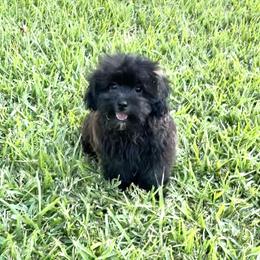 Riggs (reduced) - Black male Shihpoo puppy in El Campo, Texas from Billy's Puppies