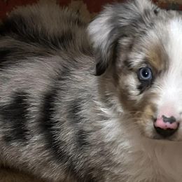 Miniature Australian Shepherds from KAREN K K MCPHERSON