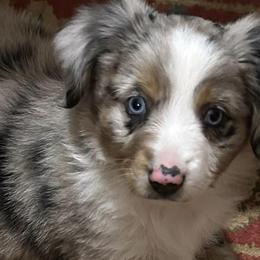 Miniature Australian Shepherds from KAREN K K MCPHERSON