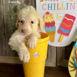Goldie - Cream female Labradoodle puppy in Paw Paw, Michigan from ProAct Canines