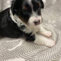 Puppy #1 - Black tri Toy Australian Shepherd puppy in Prairie City, Oregon from Toy Aussies
