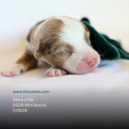 Banks- Red Merle Male - Red merle male Miniature Australian Shepherd puppy in Nacogdoches, Texas from TK Standard, Mini, & Toy Aussies