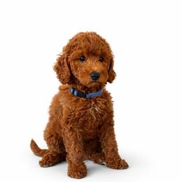Boy3(blue collar) - Red  male Goldendoodle puppy in Weston, Florida from Lucky's Poodle & Doodles