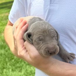 Moose - Silver gray male Weimaraner puppy in Magee, Mississippi from Southern Magnolia Weimaraners