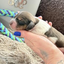 Woody - Piebald male Dachshund puppy in Paso Robles, California from Drift & Dash Dachshunds