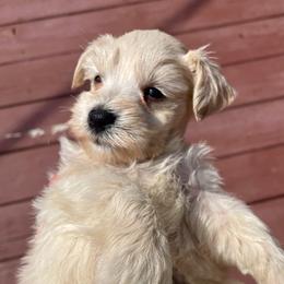 Spencer - Wheaten male Miniature Schnauzer puppy in Interlachen, Florida from Pam's Schnauzers