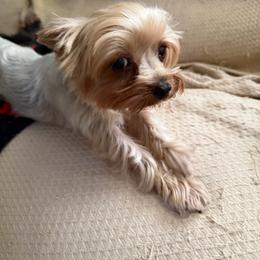 Bela - Yorkshire Terrier