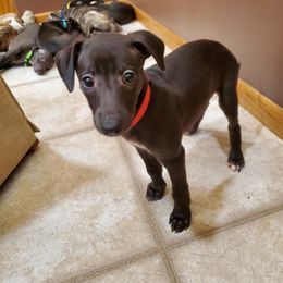 Whippet Puppies from Whippety Split