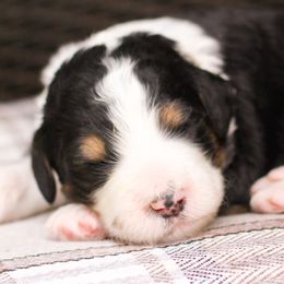 Bernedoodles from Homestead Bernedoodles