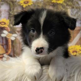 Border Collie Puppies from Borderline Kennels