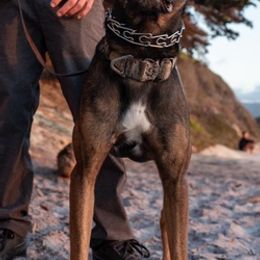Belgian Malinois from 11:11 Working Dogs