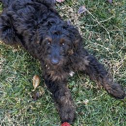 BRAVE - Phantom male Goldendoodle puppy in Atascadero, California from Daring to Dream Doodles
