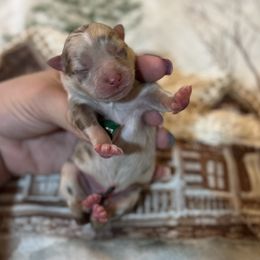 Nakoa - Cream male Companion Cross puppy in Willow Spring, North Carolina from GTBBF Pomeranians