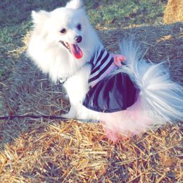 Angelica - Pomeranian