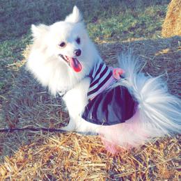 Angelica - Pomeranian