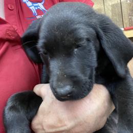 Jack Russell Terrier and Labrador Retriever Puppies from Canine Assist