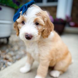Penny - White female Sheepadoodle puppy in Marion, Ohio from Doodles & Doxies