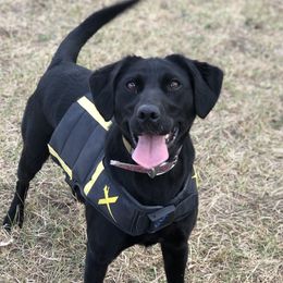 Lila - Labrador Retriever