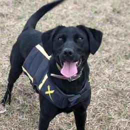 Lila - Labrador Retriever