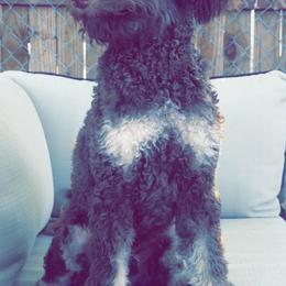Bricklebaum - Bernedoodle