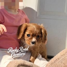 April - Ruby female Cavalier King Charles Spaniel puppy in Nashville, Arkansas from Rocky Road Puppies
