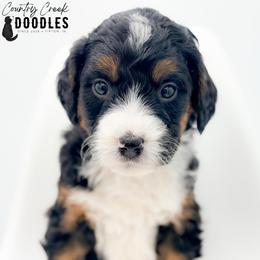 OSCAR - Tri-color male Bernedoodle puppy in Tipton, Indiana from Country Creek Doodles