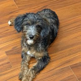 Jack Jack - Merle male Goldendoodle puppy in Churchill County Fallon, Nevada from Card Family Ranch