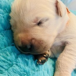 Golden Retriever Puppies from English Cream Goldens in Georgia