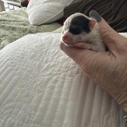 Girl 2 - Black parti female Pomeranian puppy in Grass Lake, Michigan from Chantilly Lace Poms