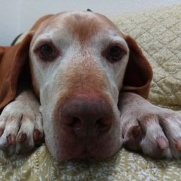 Vizsla All Grown Up from Betty's Vizslas