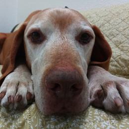 Vizsla All Grown Up from Betty's Vizslas