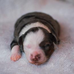 Lily - Blue merle female Miniature American Shepherd puppy in Chocowinity, North Carolina from Foxtail Hollow